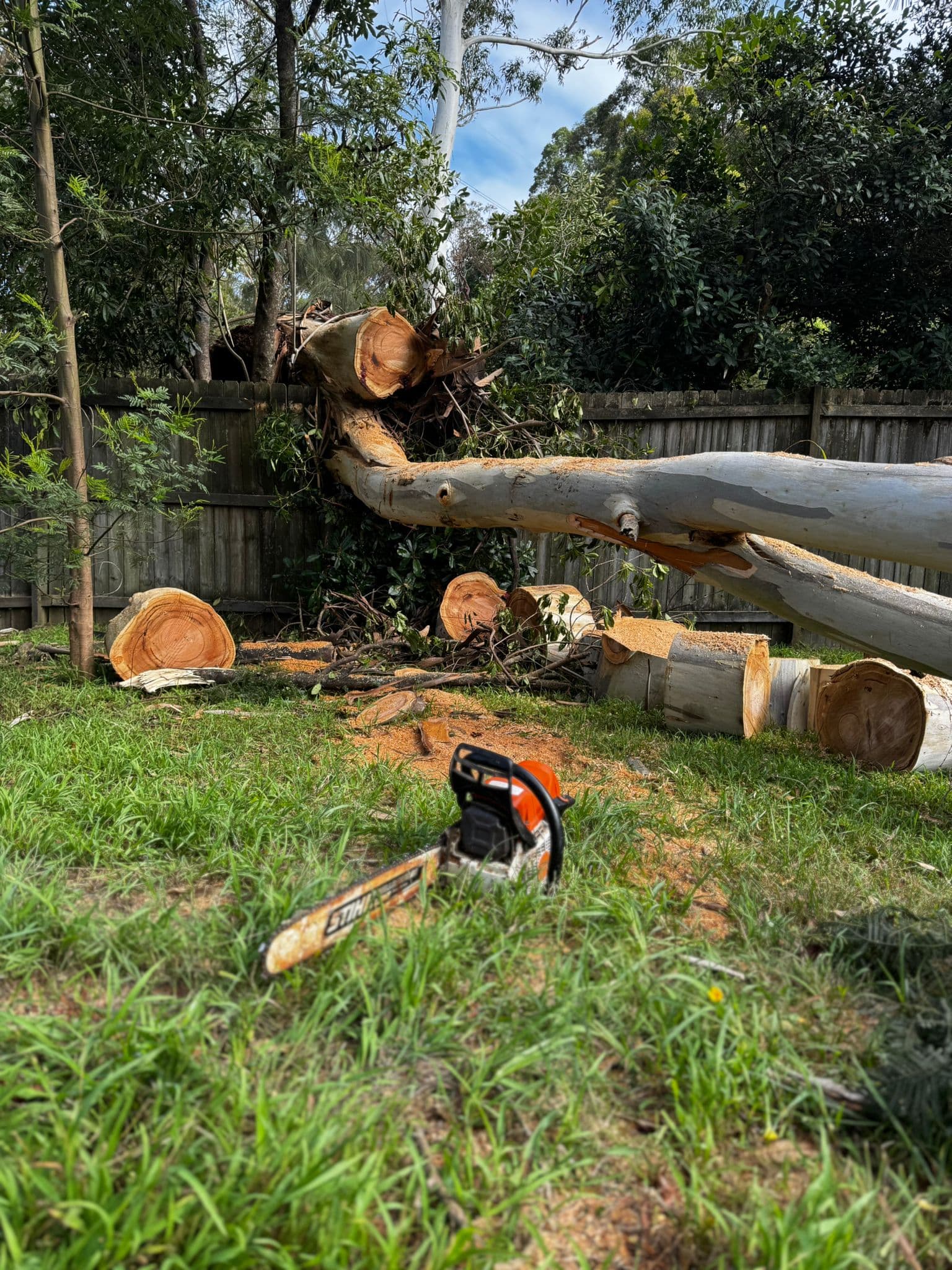 Tree Removal