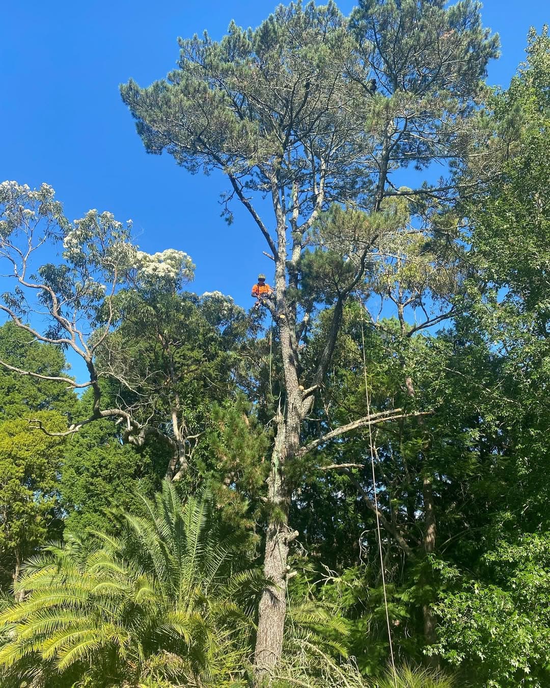 Certified Tree Service